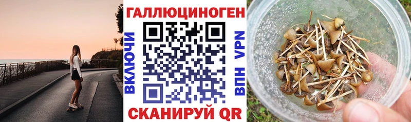 Псилоцибиновые грибы Psilocybe  Купить закладки  Балабаново 